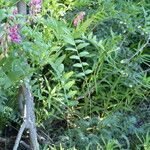 Vicia nigricans Habitus