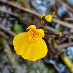 Utricularia australis Квітка