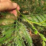 Acacia decurrens Feuille