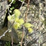 Salix atrocinerea Květ