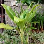 Cordyline fruticosaLeaf