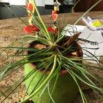 Albuca spiralis Folha