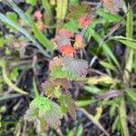 Ribes cynosbati Leaf