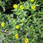 Sanvitalia procumbens Fula