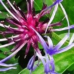 Centaurea montana Λουλούδι