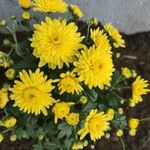 Chrysanthemum indicumЦвят