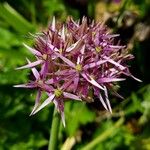 Allium nigrum Kvet