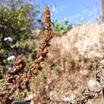 Amaranthus deflexus ഫലം