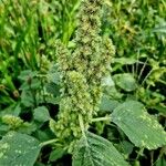 Amaranthus retroflexus Habitus