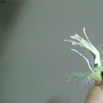 Lotus hispidus 花