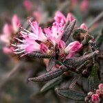 Rhododendron pubescens Flor