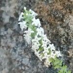 Buddleja asiatica ফুল