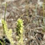 Sideritis montana Fula