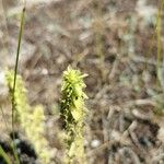 Sideritis montana 花