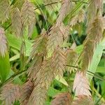 Chasmanthium latifolium Blüte