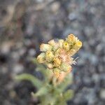 Pseudognaphalium luteoalbum 花