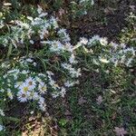 Symphyotrichum lanceolatum Агульны выгляд