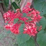 Clerodendrum speciosissimum Blüte