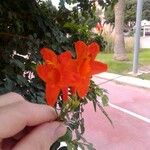 Tecoma capensis Flower