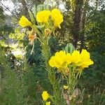 Oenothera biennis Flower