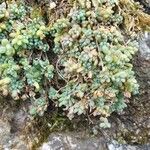 Sedum dasyphyllum 葉