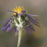 Machaeranthera tagetina Flors