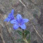 Glandora prostrata 花