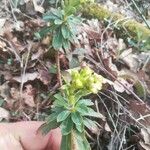 Euphorbia amygdaloides Blad