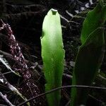 Antrophyum boryanum Hoja