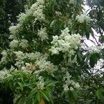Miconia longifolia Хабит