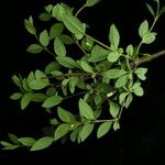 Lonicera angustifolia