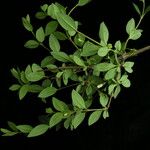 Lonicera angustifolia عادت داشتن