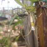 Angraecum angustum Flower