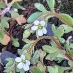 Saxifraga tridactylites 花