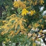 Acacia baileyana Blüte