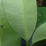 Syzygium guineense Folha