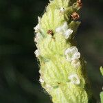 Lavandula viridis Blomst