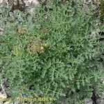 Laserpitium gallicum Habit
