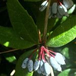 Berberis julianae Fruit