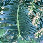 Torreya californica Folha