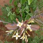 Kalanchoe marmorata Fiore