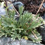 Artemisia genipi Leaf