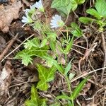 Stellaria palustris عادت داشتن