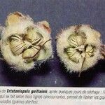 Tristaniopsis guillainii