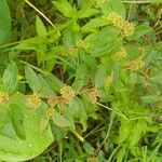 Euphorbia hirta 花
