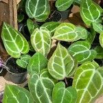 Anthurium crystallinum List