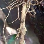 Dracaena arborea Otro