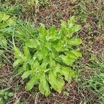 Helichrysum foetidum ഇല