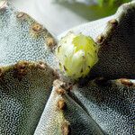 Astrophytum myriostigma Hoja