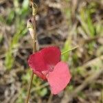 Macroptilium gracile Flor